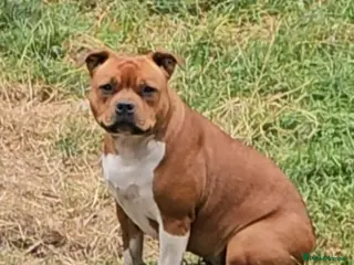 Staffordshire Bull Terrier dogs 🥨Fantastic opportunity awaits.🥨 - Advert 4