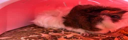 Guinea Pig rodents for sale: Guinea pigs for sale  in Caernarfon - Advert 10