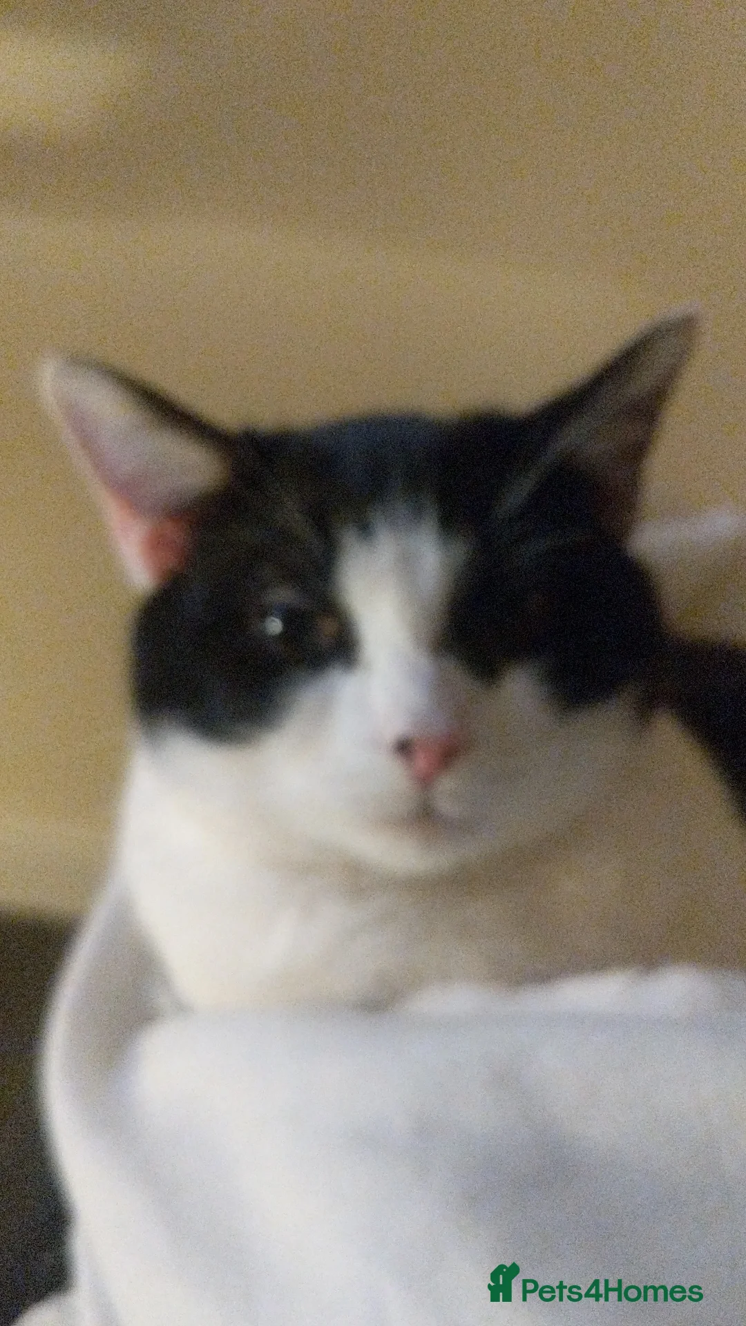 Domestic Shorthair cats for sale: Matches  - Advert 3