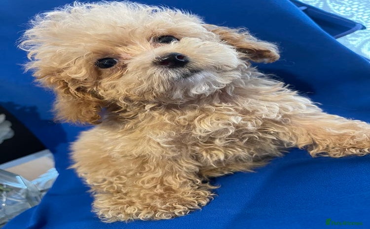 Maltipoo dogs - Advert 9