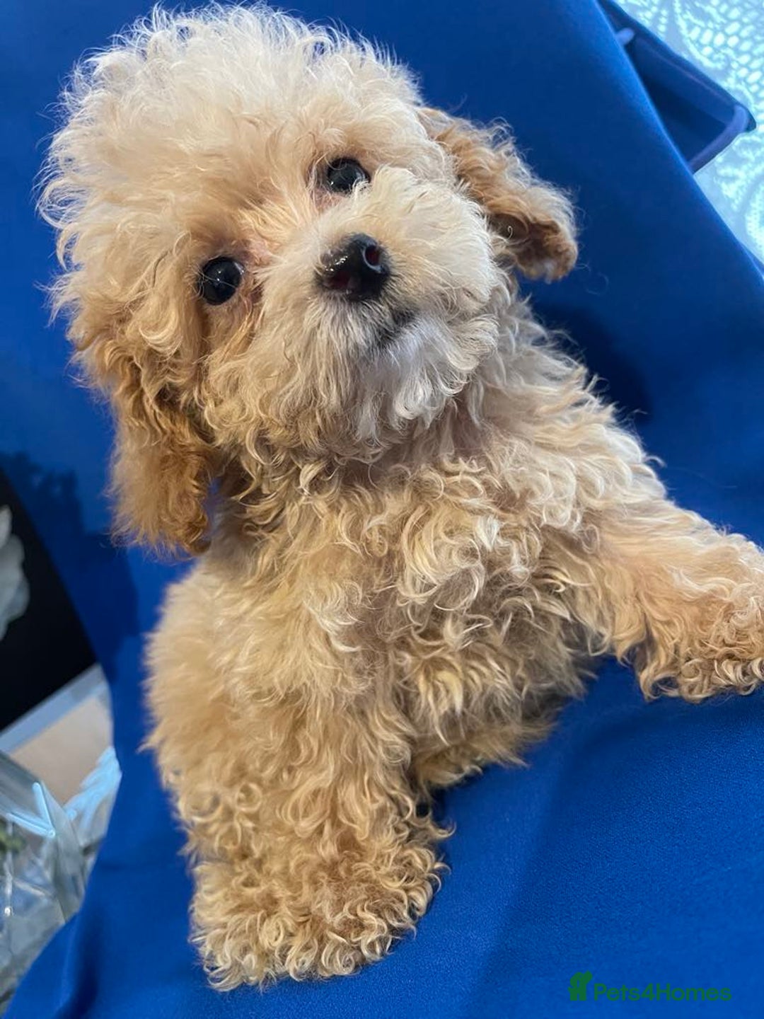 Maltipoo dogs for sale: maltipoo puppies  - Image 1