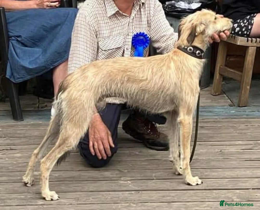 Lurcher dogs for sale: Bedlington Whippet/Lurcher  - Advert 8