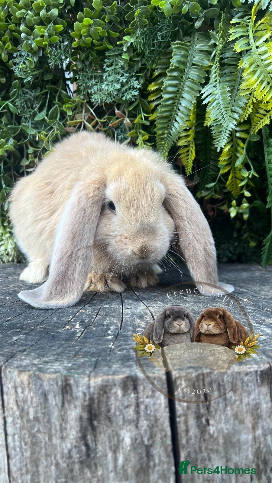 French Lop rabbits Quality pedigree French Lops - Advert 1