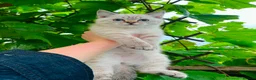 Scottish Fold cats for sale: Beautiful Scottish kitties  - Advert 5