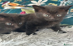 Mixed Breed cats for sale: Wonderful two boys and girl🐈‍⬛🐈🐈‍⬛😍 - Image 2