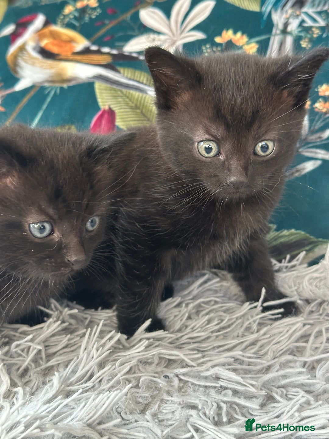 Mixed Breed cats for sale: Wonderful two boys and girl🐈‍⬛🐈🐈‍⬛😍 - Image 2
