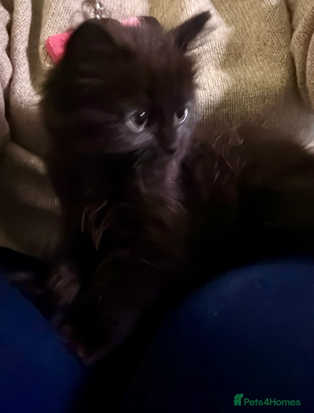 Mixed Breed cats for sale: Ready to go. Very soft&cuddly Longhair girl - Advert 2