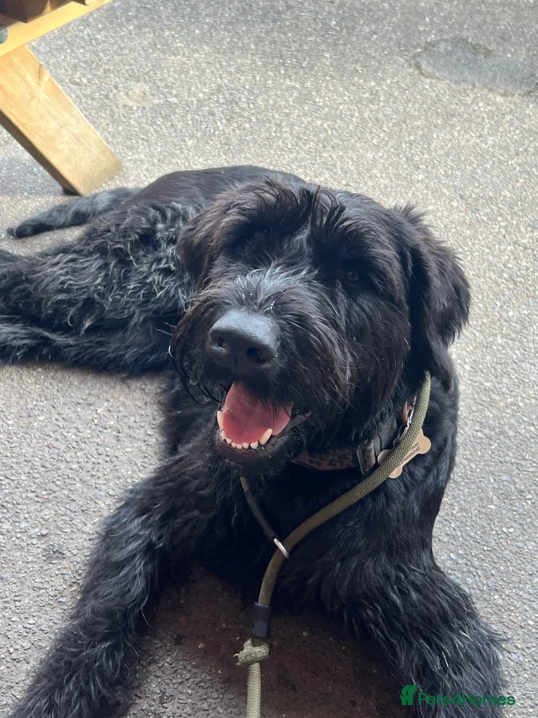 Giant Schnauzer dogs for sale: Eden. 14 months Giant Schnauzer bitch  in Colchester - Advert 2