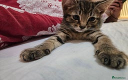 Mixed Breed cats for sale: A male tabby kitten - Image 4