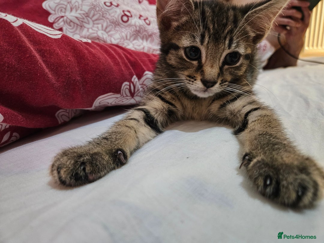 Mixed Breed cats for sale: A male tabby kitten - Image 4