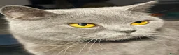 British Shorthair cats for sale: Stunning Grey Stripe Purebred BSH 2 Girls - Advert 8