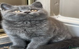 British Shorthair cats for sale: Cute Bristish Short Hair Kittens  - Image 1