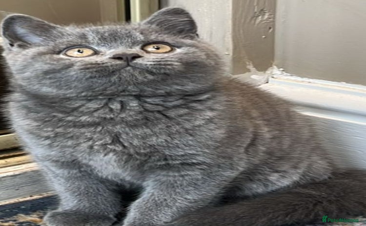 British Shorthair cats - Advert 1