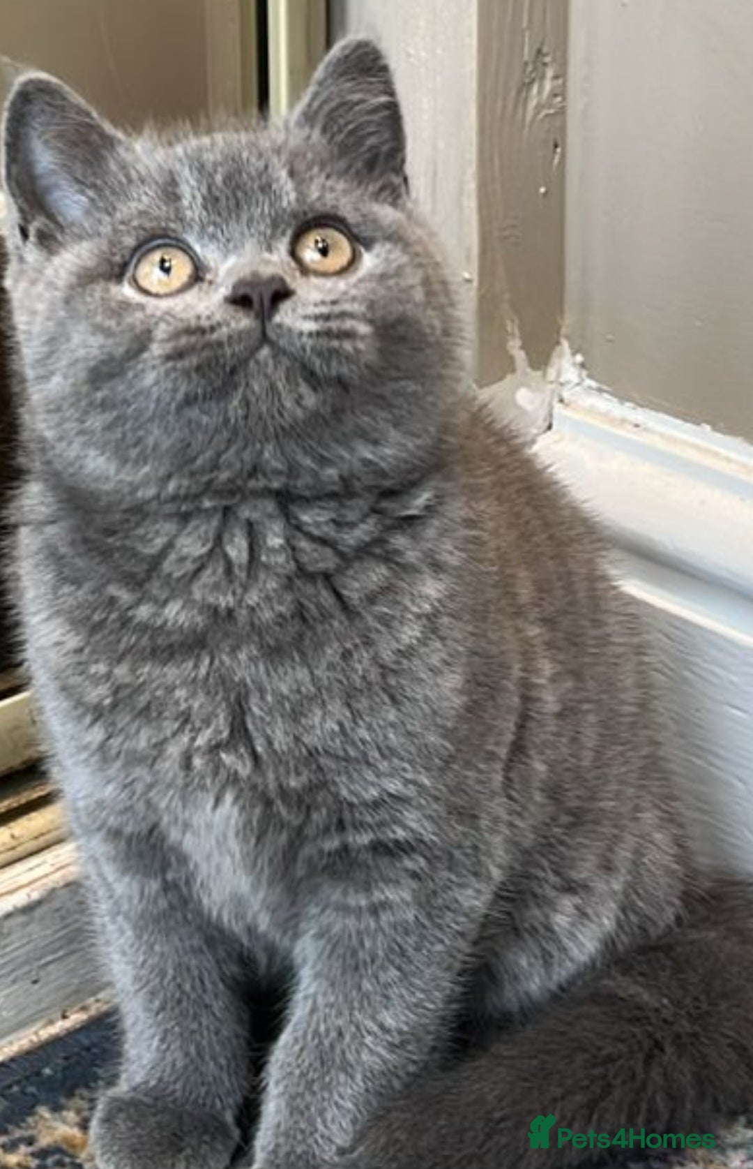 British Shorthair cats for sale: Cute Bristish Short Hair Kittens  - Image 1