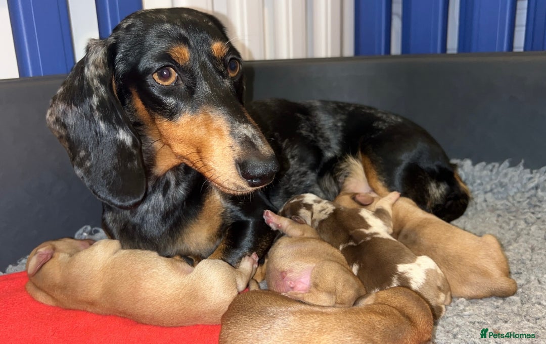 Miniature Dachshund dogs for sale: Miniature Dachshund Puppies - Image 2