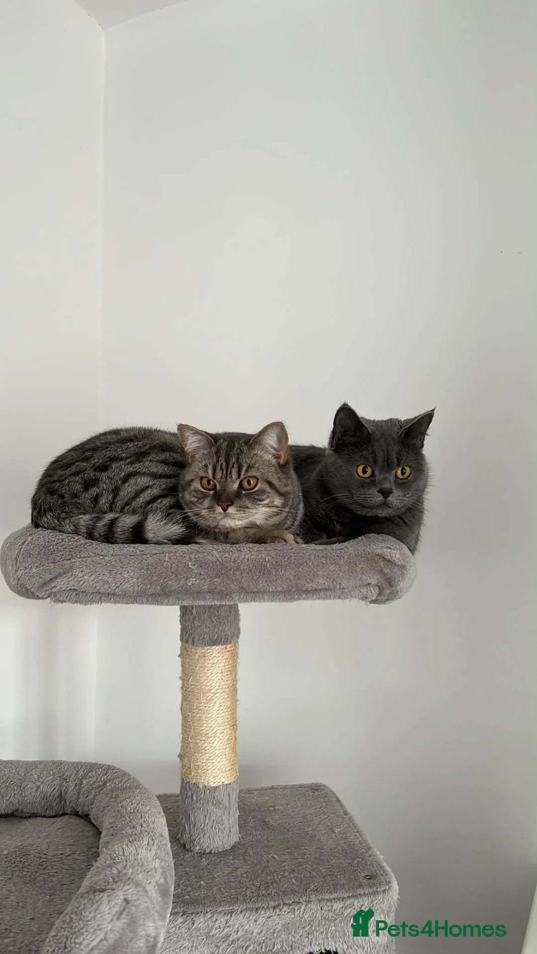 British Shorthair cats for sale: 2 BSH’s for rehoming - Must stay together! in Northampton - Advert 1