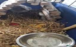 Guinea Pig rodents for sale: 2 beautiful female guinea pigs - Advert 3