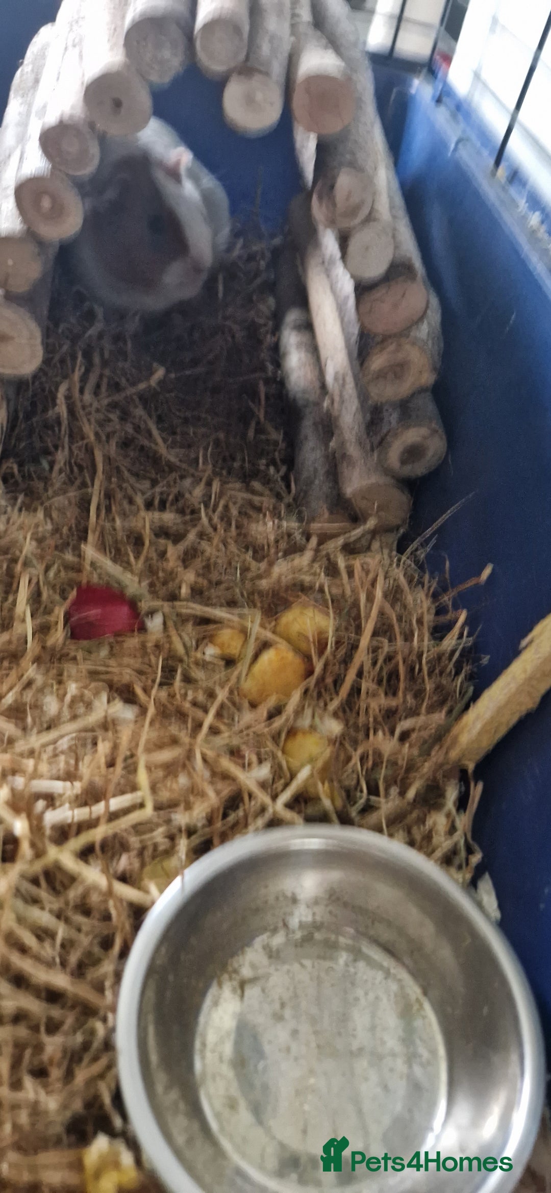 Guinea Pig rodents for sale: 2 beautiful female guinea pigs - Advert 3