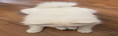 Pomeranian 