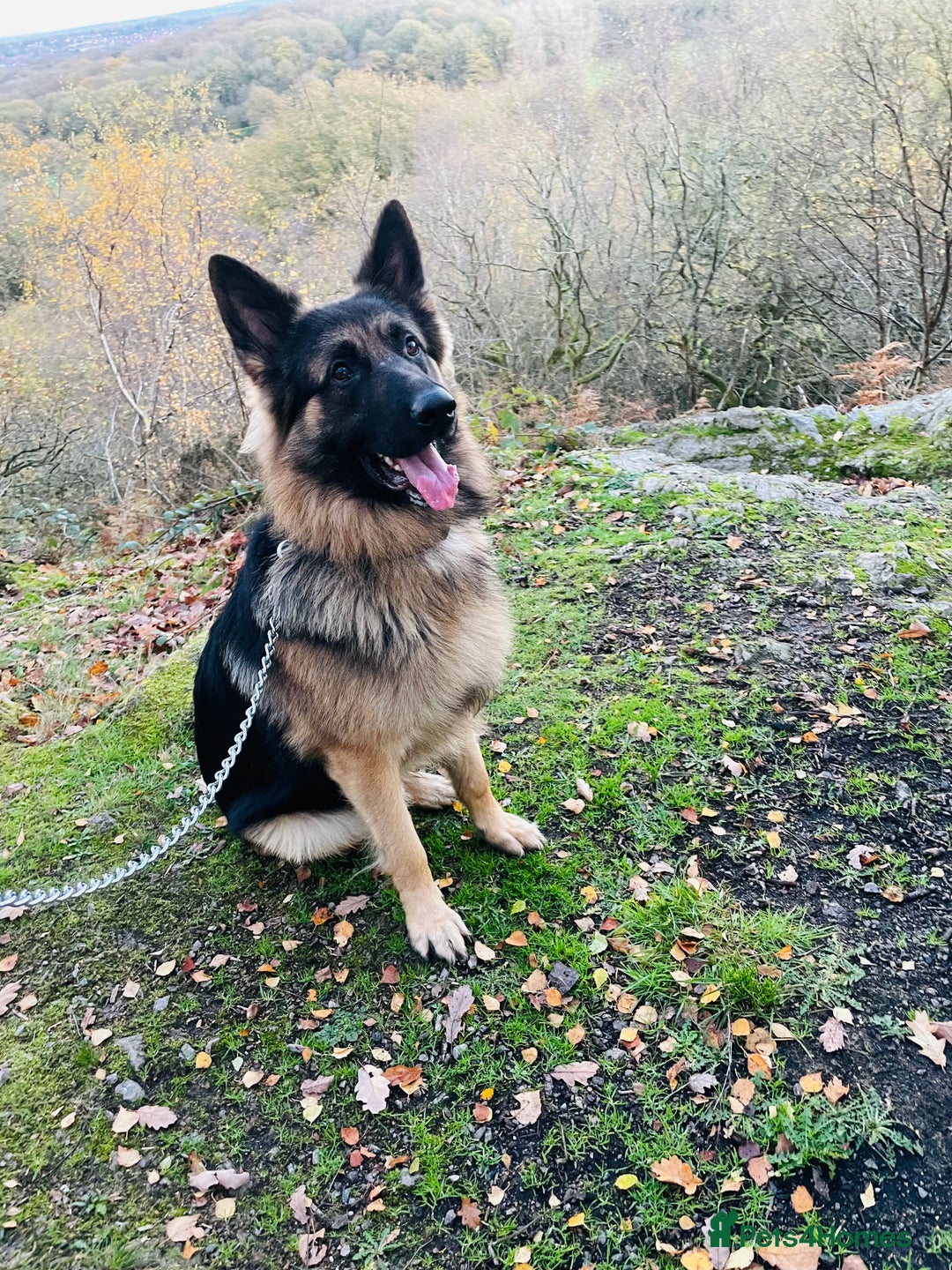German Shepherd dogs for sale: Champion bloodline German Shepherd 🥇  - Advert 4
