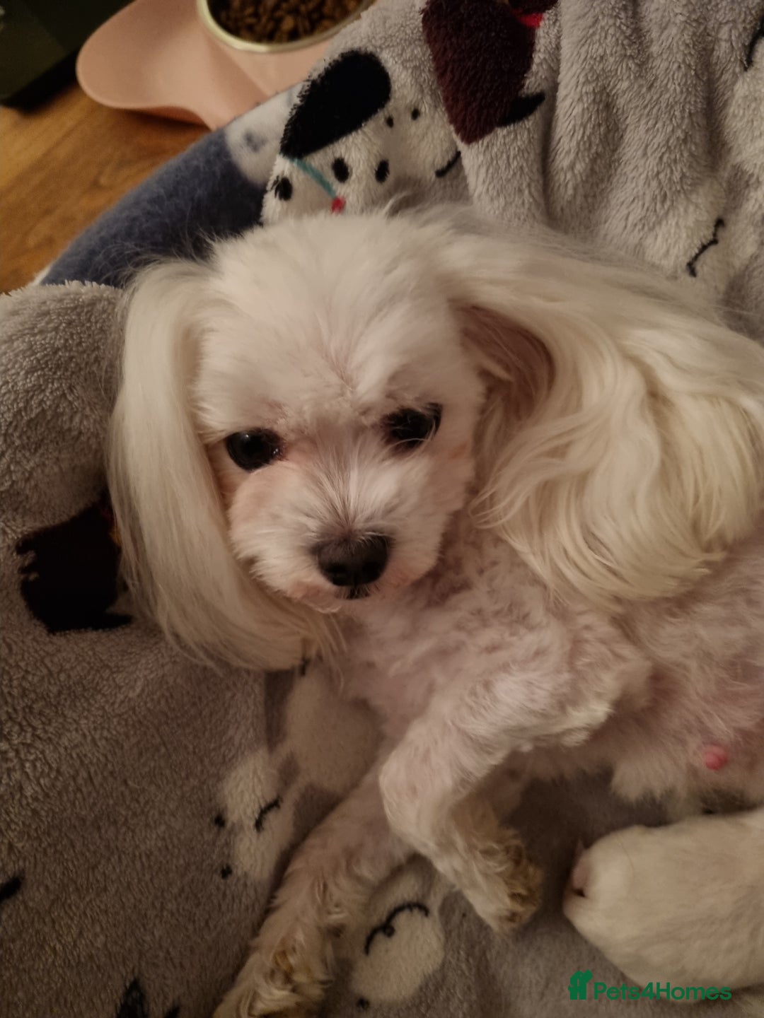 Maltese dogs for sale: Tiny Korean maltese - Advert 3