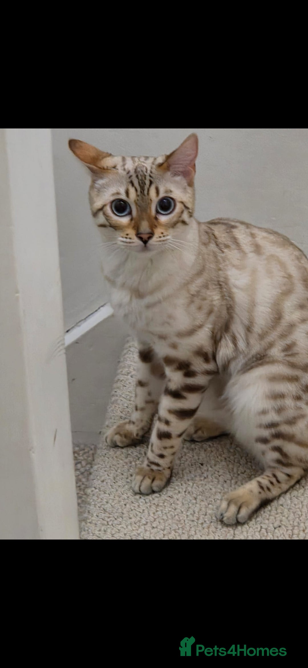 Bengal cats for sale: Half bengal kittens  - Advert 1