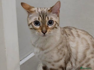 Bengal cats Half bengal kittens - Advert 1