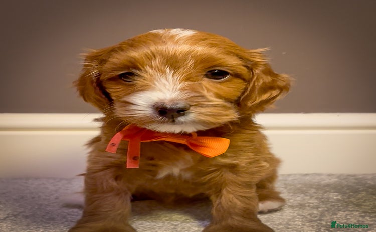 Cavapoo dogs - Advert 13