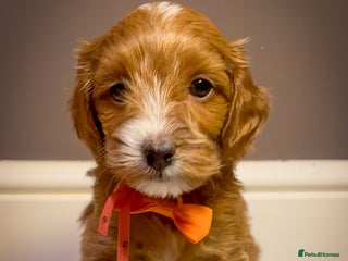 Cavapoo dogs - Advert 3