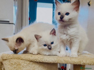 Ragdoll cats - Advert 26