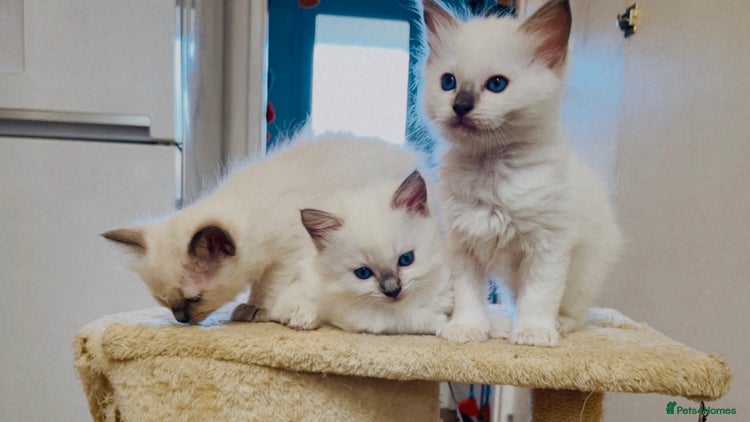 Ragdoll cats - Advert 1