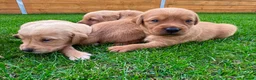 Goldador dogs for sale: Beautiful Golden Goldador Babies 🐾🐾🐾 - Advert 10