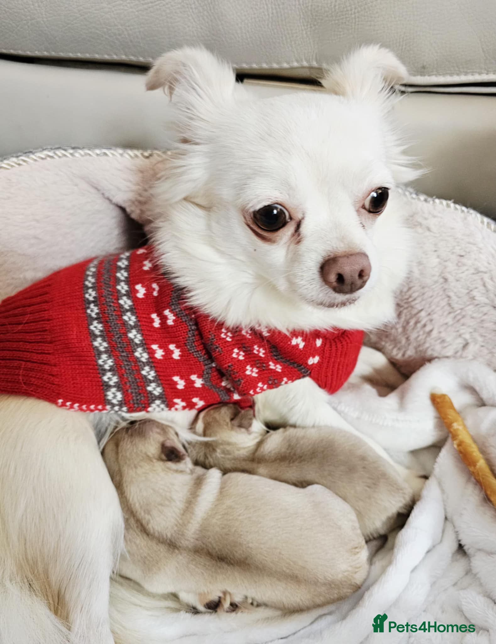 Chihuahua dogs Chihuahuas for sale - Advert 3