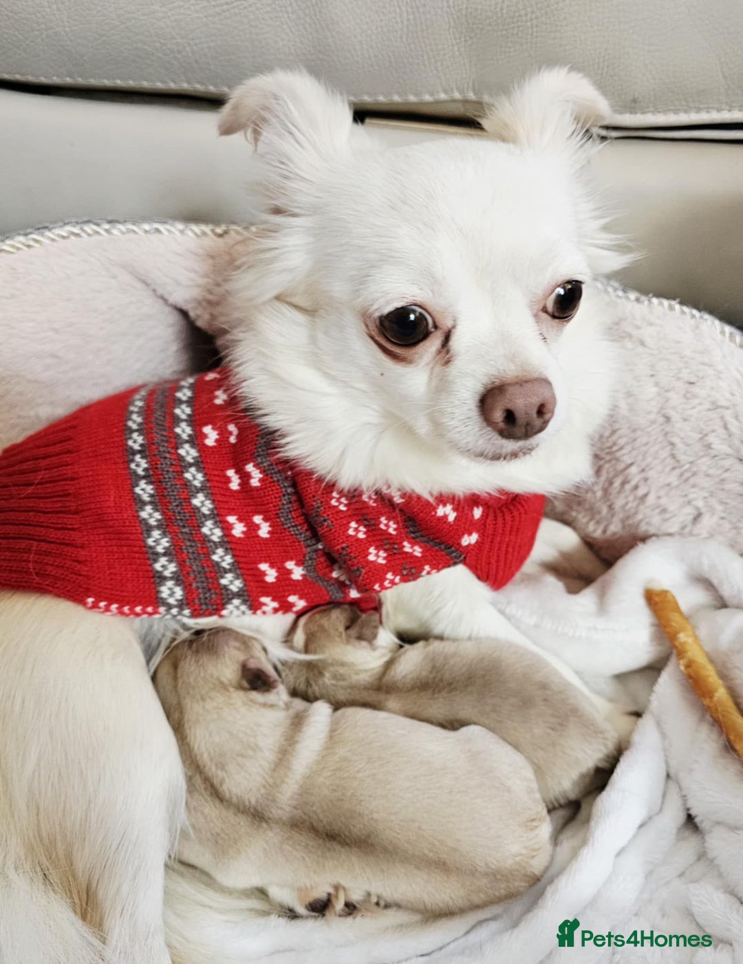 Chihuahua dogs for sale: Chihuahuas for sale - Advert 1