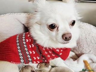 Chihuahua dogs Chihuahuas for sale - Advert 1