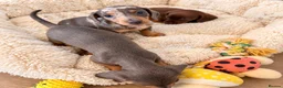 Miniature Dachshund dogs for sale: Stunning Litter - K.C Registered in Bishop's Stortford - Advert 5
