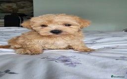 Mixed Breed dogs for sale: Westipoo - Image 4
