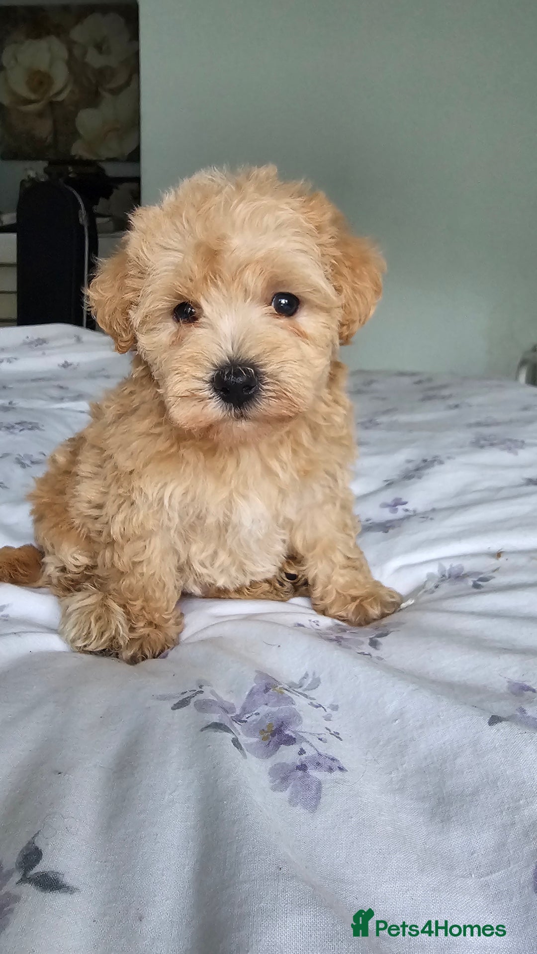 Mixed Breed dogs for sale: Westipoo - Image 4
