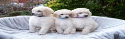 Standard Poodle dogs for sale: Seven Wonders of Standard Poodle Puppies - Advert 6