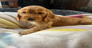Cocker Spaniel dogs - Advert 14
