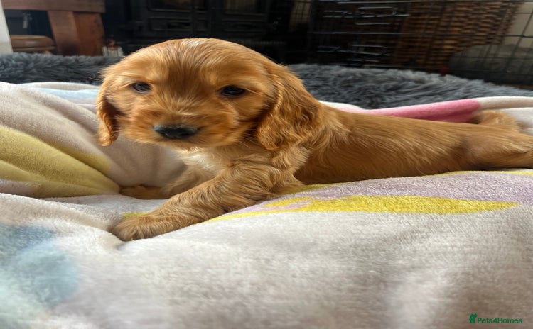 Cocker Spaniel dogs - Advert 11