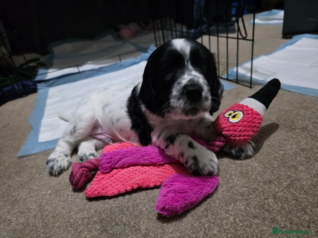 Cocker Spaniel dogs for sale: Cocker Spaniel Puppies (available for veiwing) - Advert 9