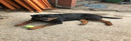 Rottweiler dogs for stud: Working Line German Rottweiler FaloconestFor Stud in Oldham - Advert 7