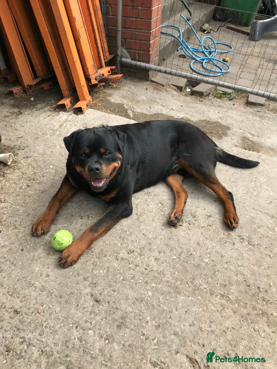 Rottweiler dogs for stud: Working Line German Rottweiler FaloconestFor Stud in Oldham - Advert 7
