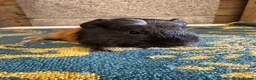 Guinea Pig rodents for sale:  Male guinea pigs for sale  - Advert 16