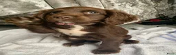 Sprocker dogs for sale: Sprocker puppies  - Advert 16