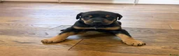 Dobermann dogs for sale: Dobermann puppies available - loving homes wanted  - Advert 11