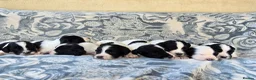 English Springer Spaniel dogs for sale: springer spaniel litter. 2 AVAILABLE  - Advert 30