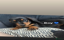 Miniature Dachshund dogs for sale: Miniature daschunds  READY TO LEAVE 29th SEPT - Image 20