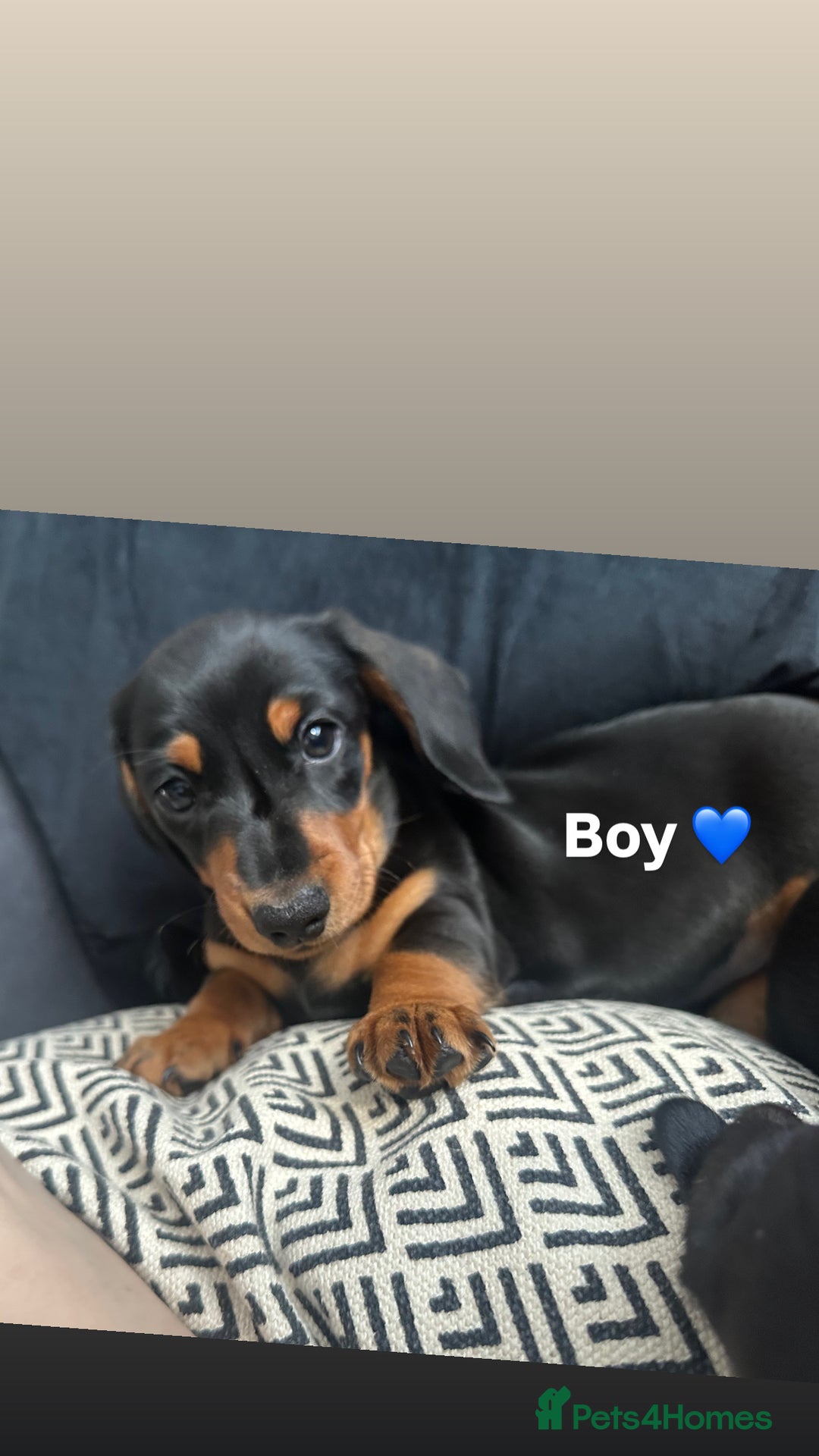 Miniature Dachshund dogs for sale: Miniature daschunds  READY TO LEAVE 29th SEPT - Image 20